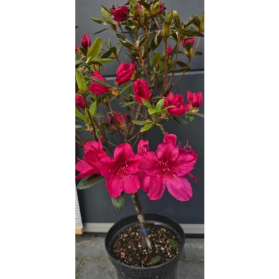 Azalia japońska japonicum "Czerwona" Na pniu